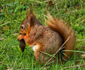 Why 'The Red Squirrel'? We explain what's behind our name. - The Red Squirrel